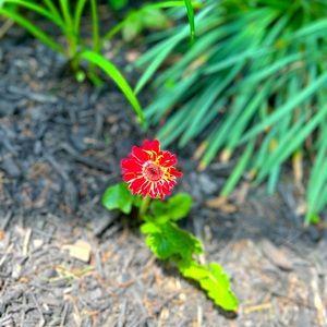 Meet your Posher, Roxana